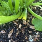 What is wrong with my zucchinis? – Reddit Post