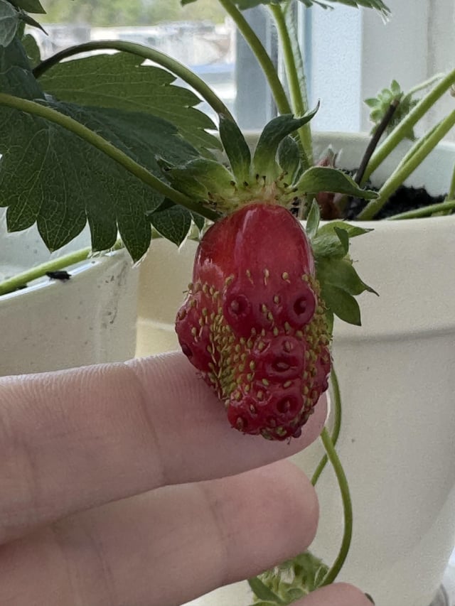 strawberry plant has weird bumps on it!?