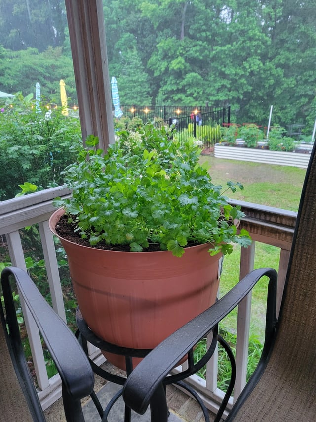 anyone else love cilantro?