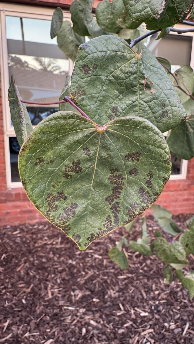 Why are the leaves of my Forest pansy having these spots?