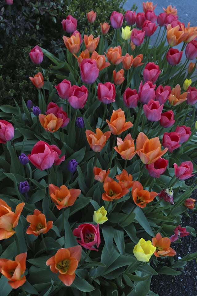 a nice collection of tulips