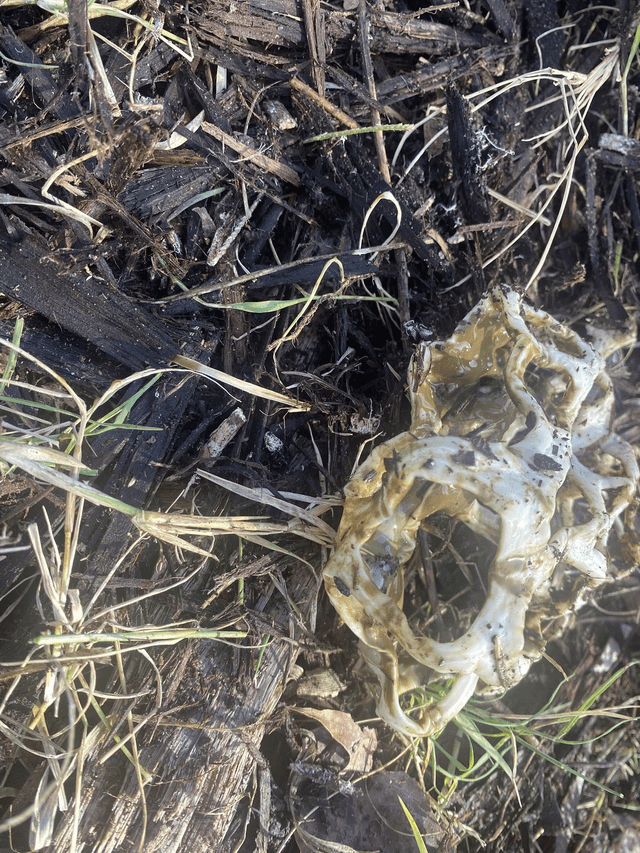 I found this in my garden, does anyone what is this? fungus? is there any concern having this to my garden?
