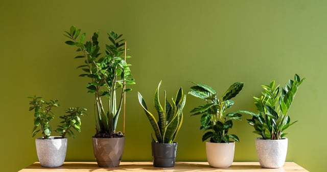 Enhance Your Indoor Air Quality with These Oxygen-Producing Houseplants