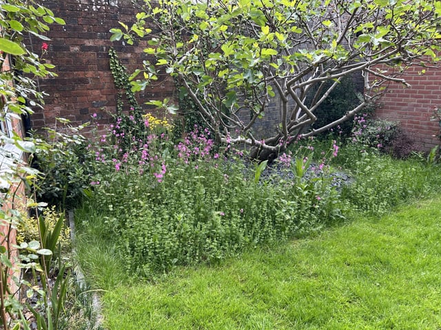 not quite no mow, more low mow in this part of my garden