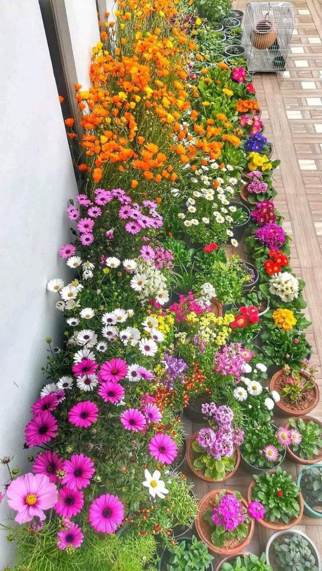 what’s blooming in your garden right now?