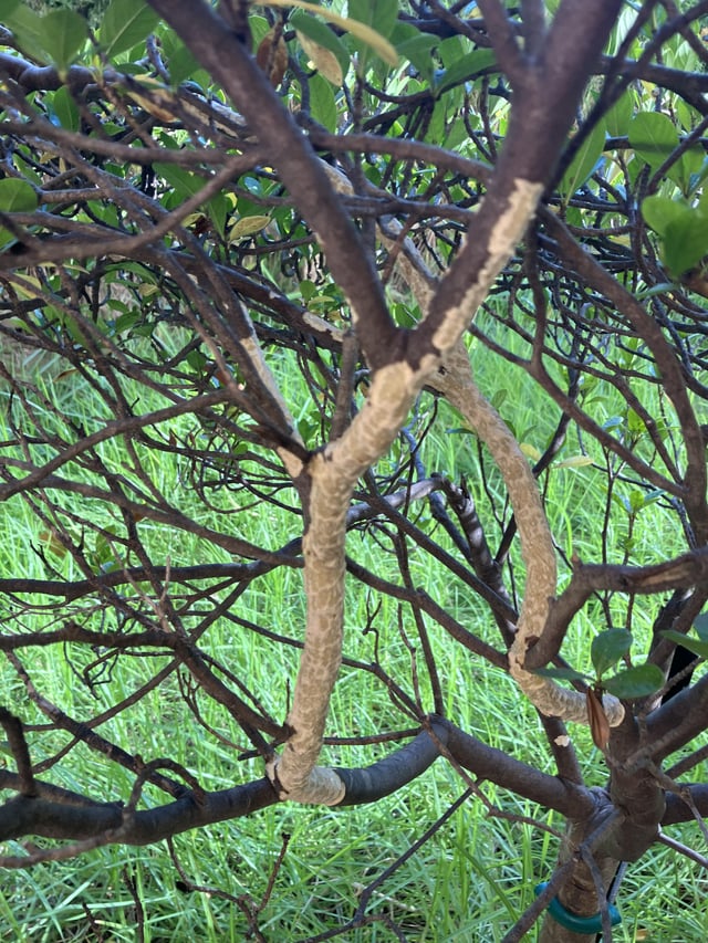 what’s eating my bush?