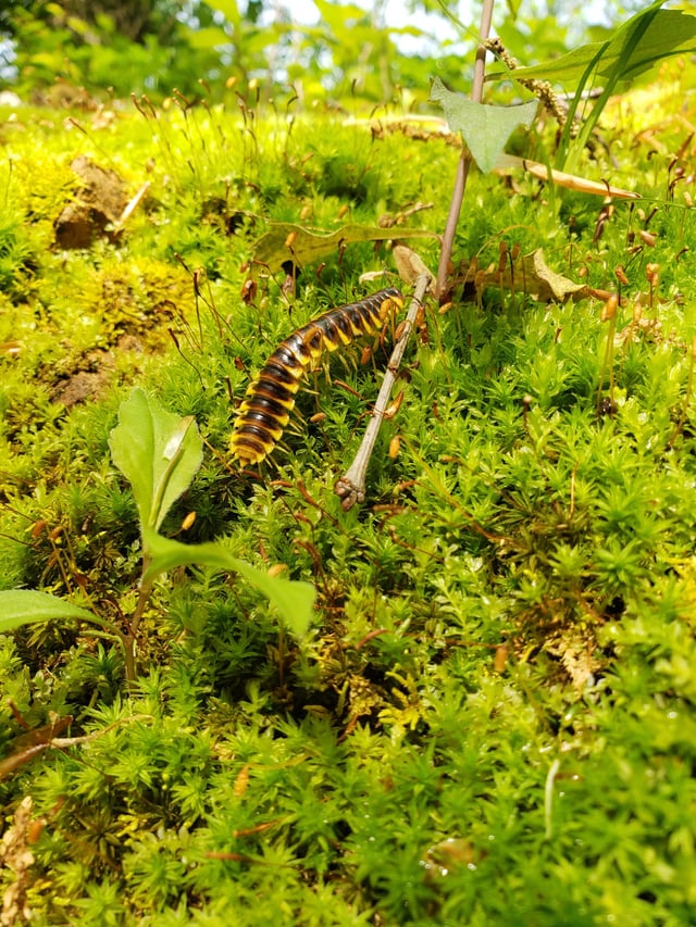 never have i ever seen such a cool looking centipede in person