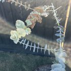 baby blue help! (with pics)