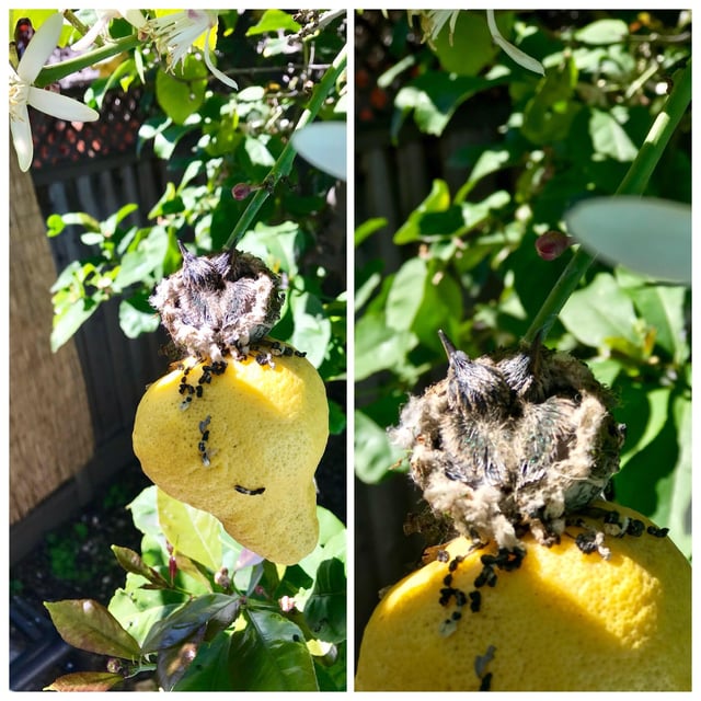 Found a hummingbird nest in my lemon tree.! – Reddit Post