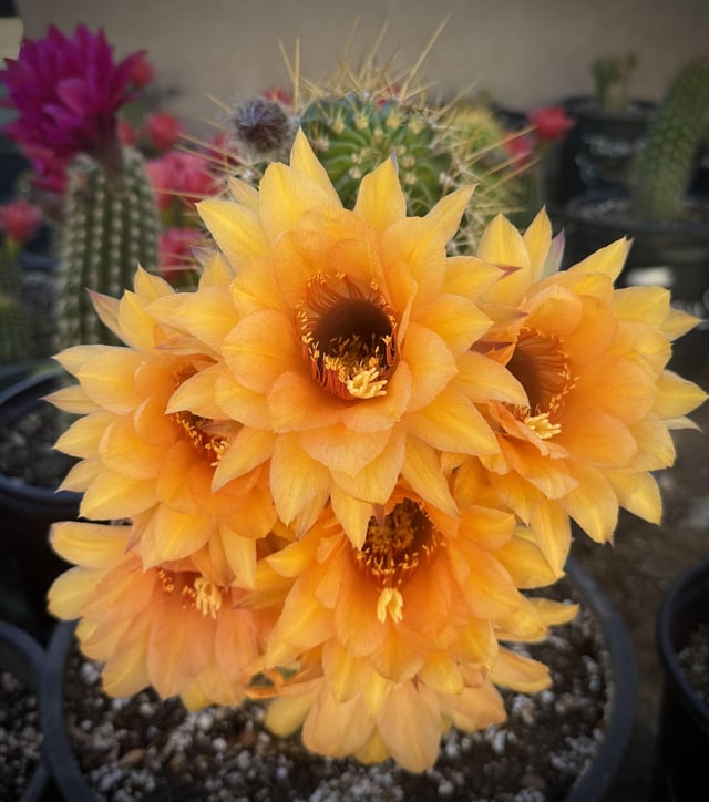 ‘mona lisa’ the most stunning blooms yet 🤩