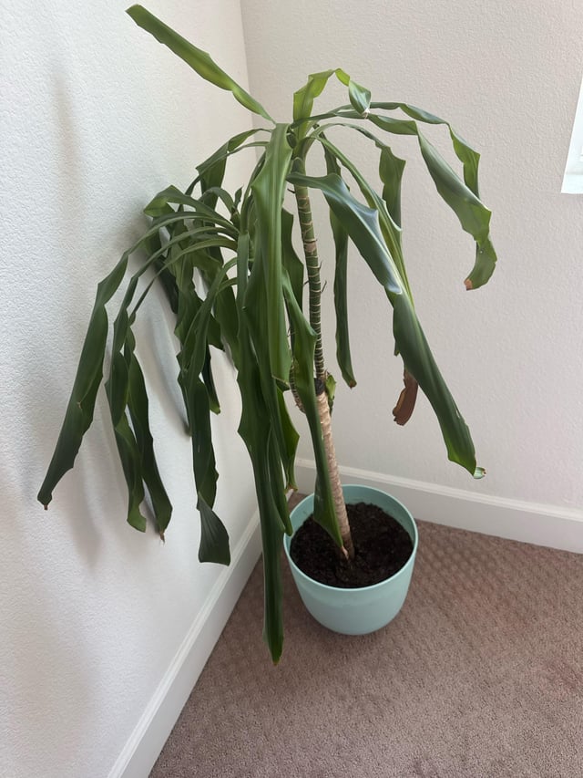 need help with dracaena