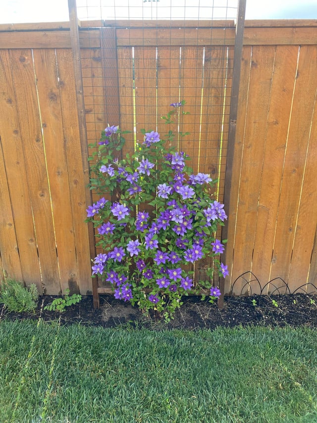 loving my clematis this year. transplanted to the trellis from the front. hoping it will continue up the trellis and provide some privacy next year.