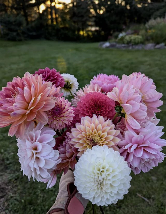 dahlia season is finally here!