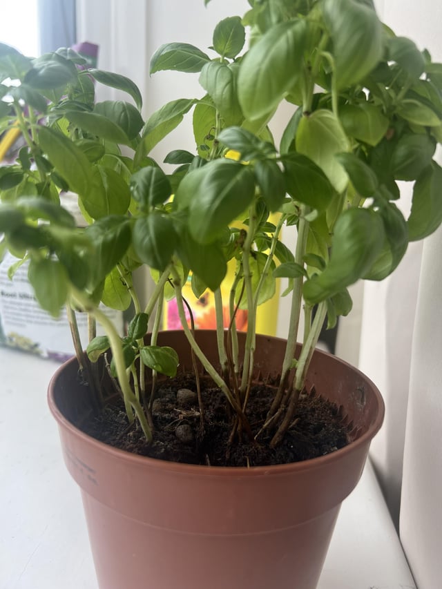 why do i keep killing my basil plant?