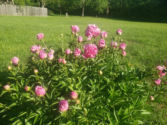 20+ year old peony is popping!