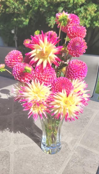freshly cut and full of love my wife’s beautiful dahlias from our garden