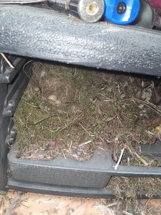 update: robins nest.