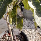 Advice needed for a sick mango plant SE QLD
