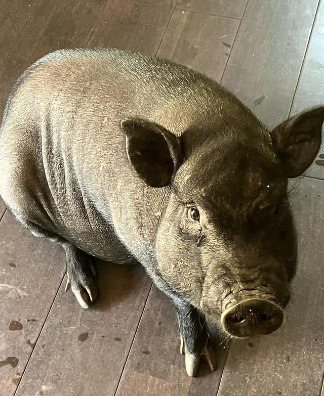 any experience with pigs in the garden?