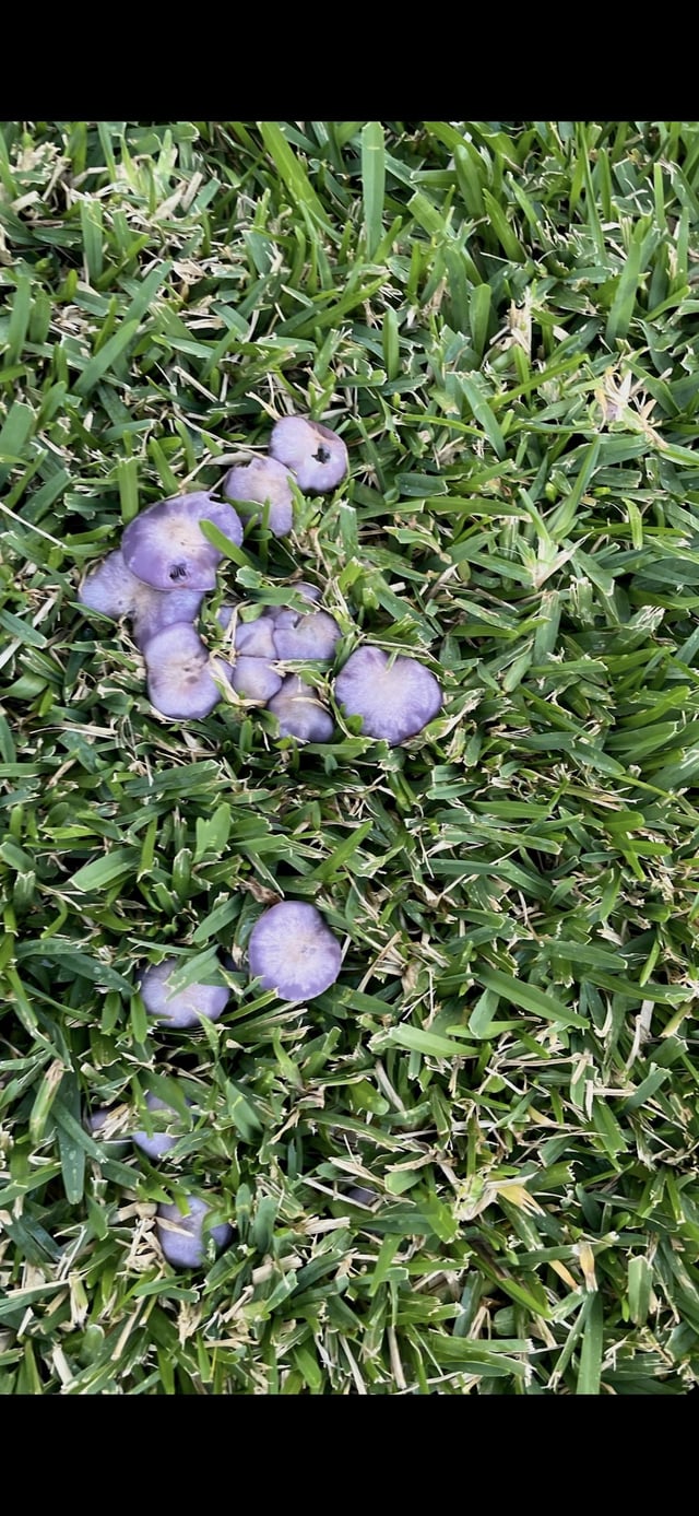 Purple Mushrooms in backyard?