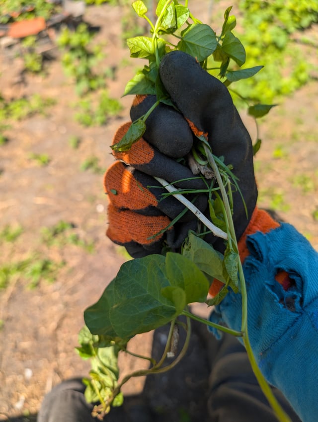 can i just say just how much i fucking hate bindweed