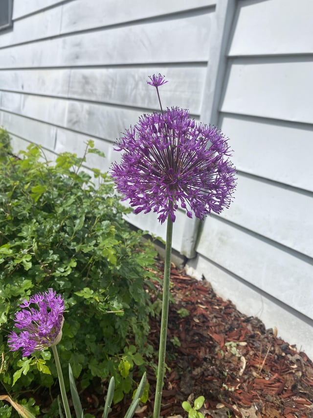 i think my allium has a question for the class