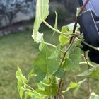 identification and advice