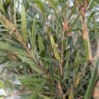 black spot, yellowing & dieback on callistemon 😭