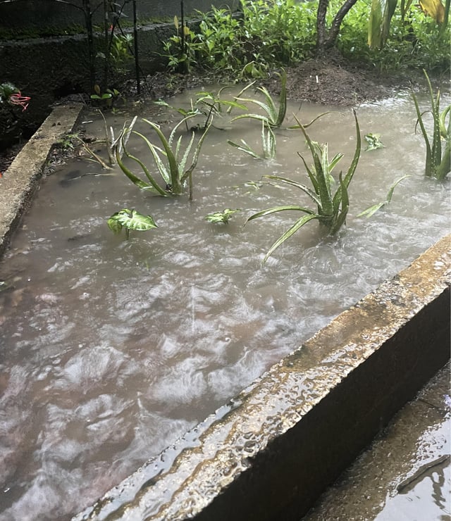 what can i plant here ?