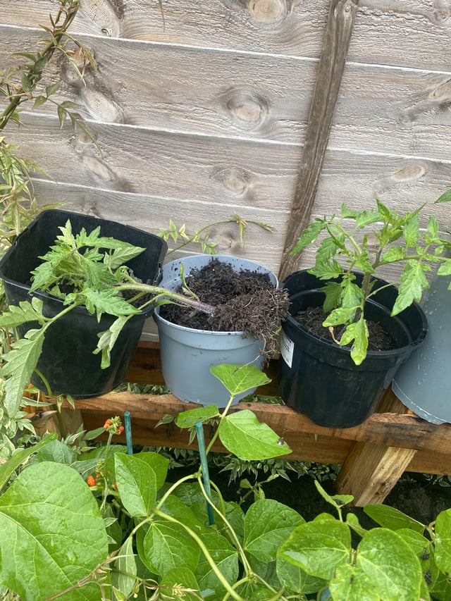 what horrid creature could have done this to my tomato plant?!!:(
