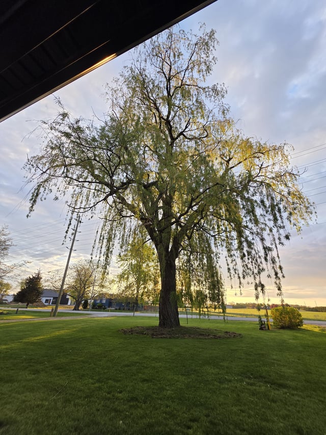 willow tree base
