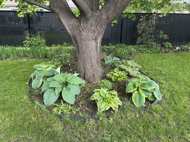 my hosta garden is growing!