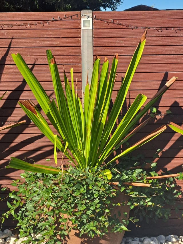 What plant is this? And why does it always look like it’s dying