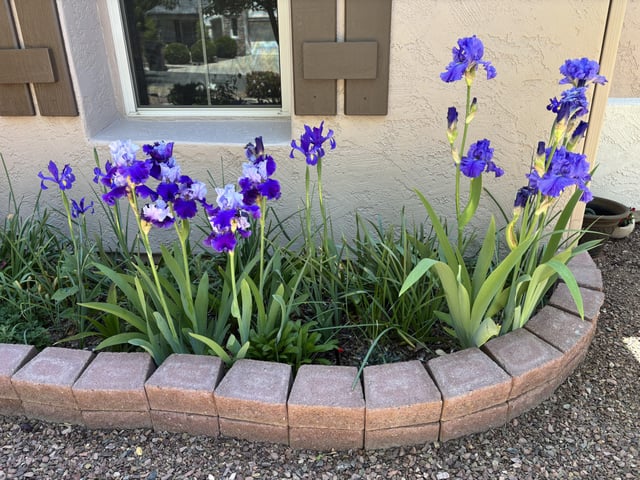 my irises