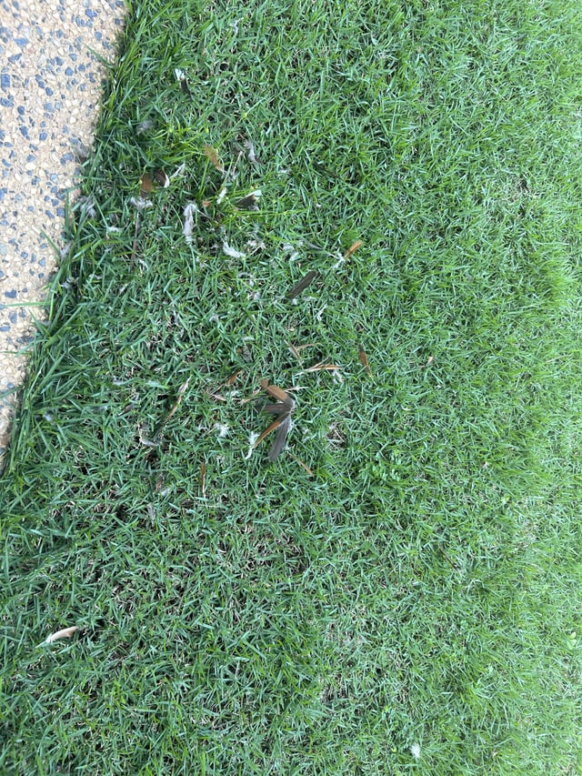 please help! what type of grass is this? in darwin