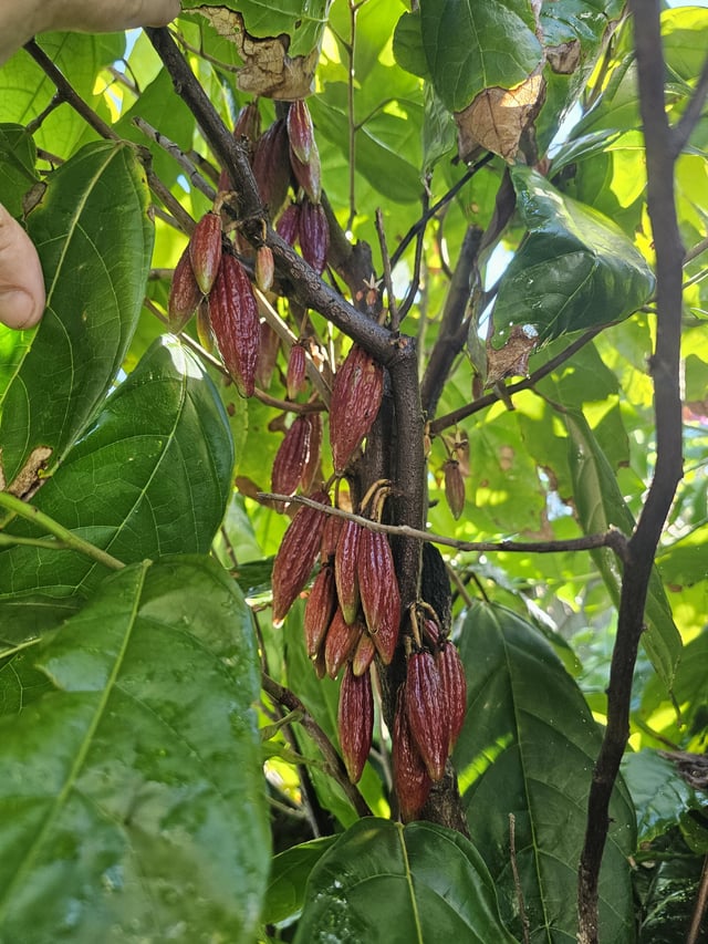 a late season cacao fruiting bonanza