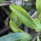 what is killing my hebe?