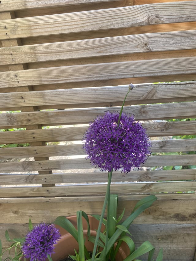 mutant allium mini update