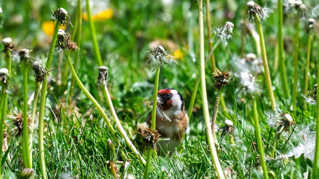 european goldfinch enjoying the benefits of “no mow may”