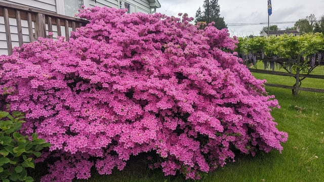 my azalea & blue moon wisteria