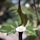 she's back! so far, it’s the most elegant flower in my garden. arisaema sikokianum