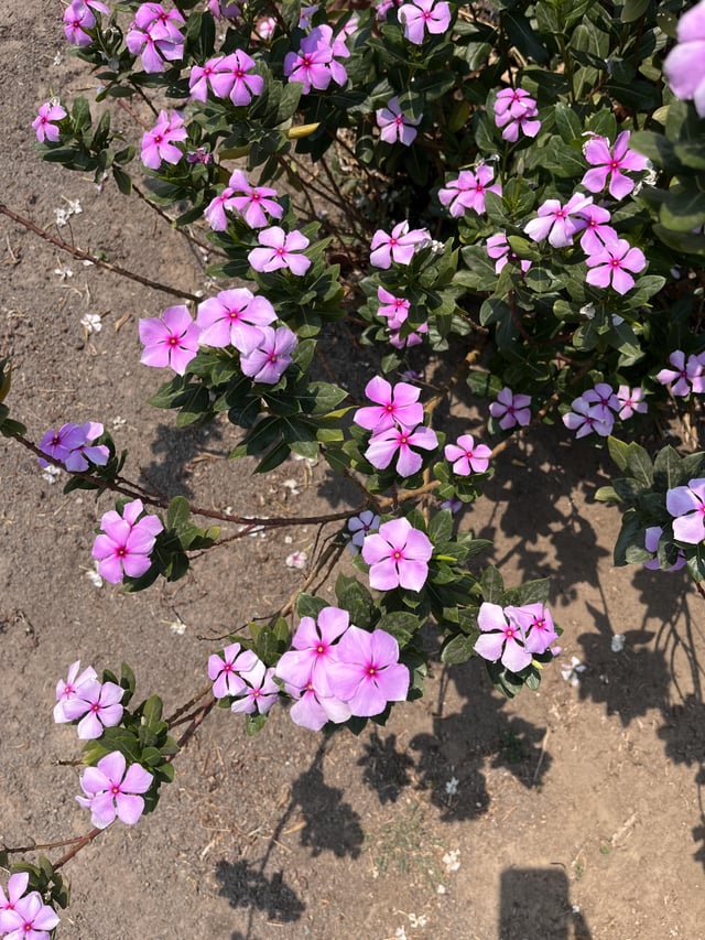 pretty flowers!
