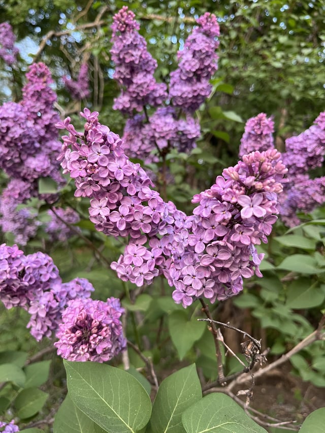 lilacs are in bloom