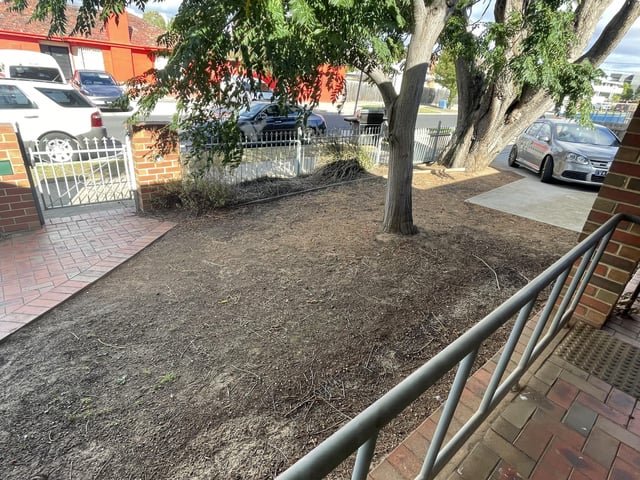 what kind of grass or groundcover can grow prolifically in this spot?