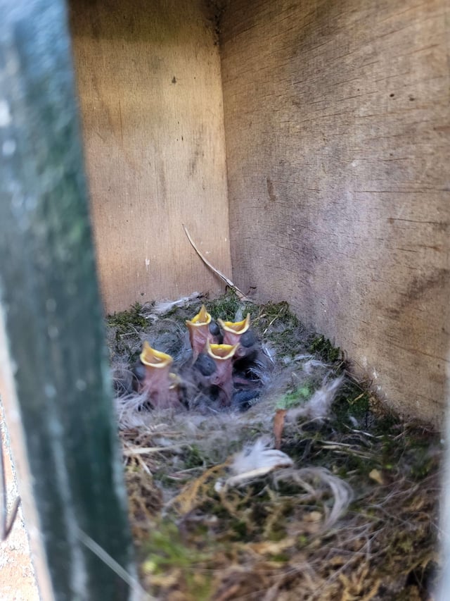first baby birds in my yard.