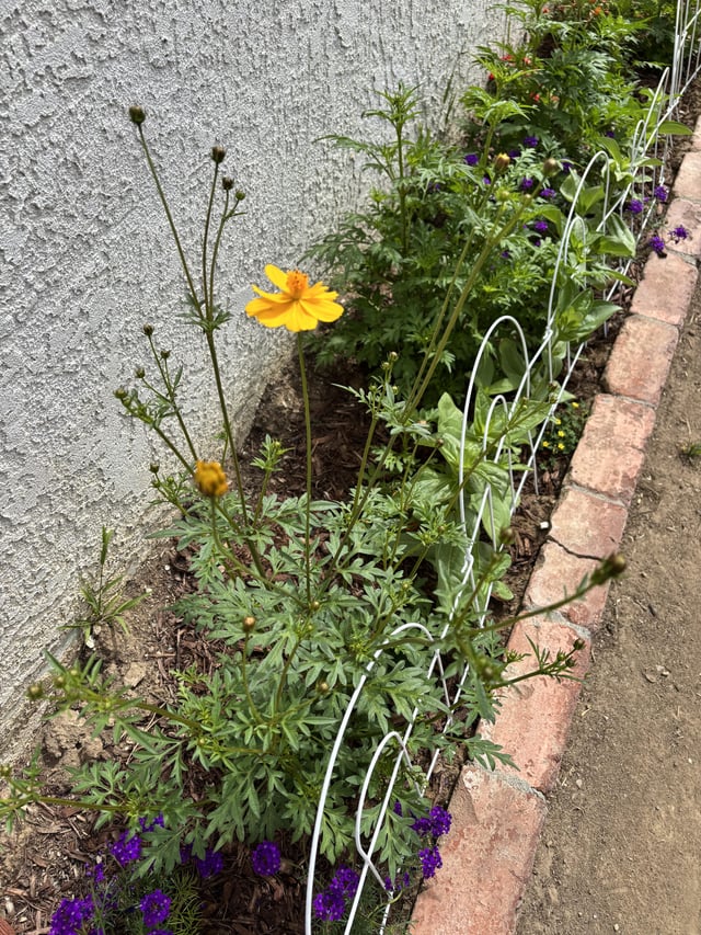dollar tree seeds turned out amazing