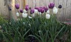 This year’s favorite bulb color combinations – Reddit Post