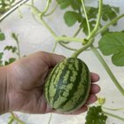 why is only one watermelon growing?