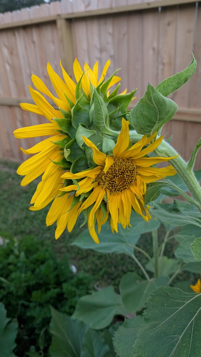crazy sunflower mutation