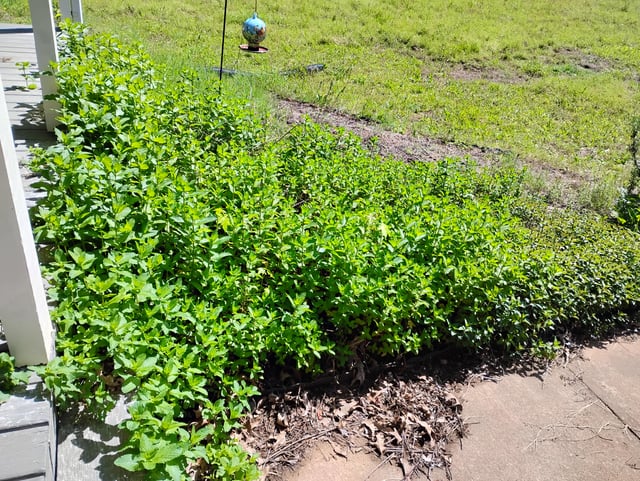 Can I profit from my front yard Mint monster? – Reddit Post